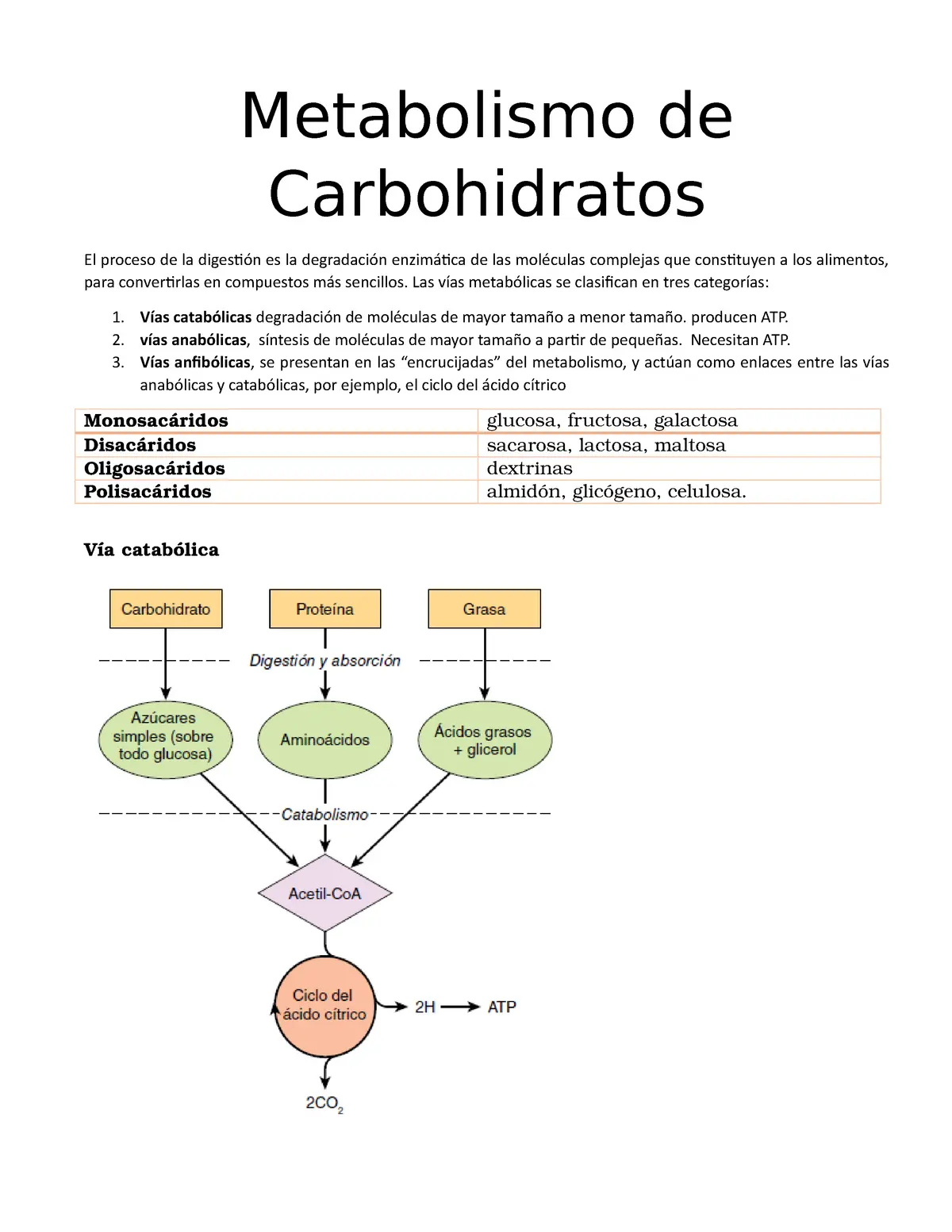 metabolismo de los hidratos de carbono resumen - Cómo es el metabolismo de los hidratos de carbono