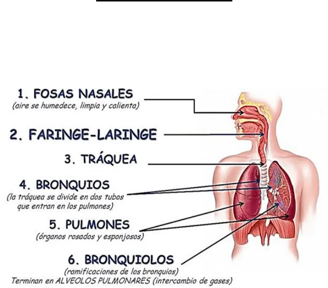 proceso del sistema respiratorio resumen - Cómo es el proceso del sistema respiratorio