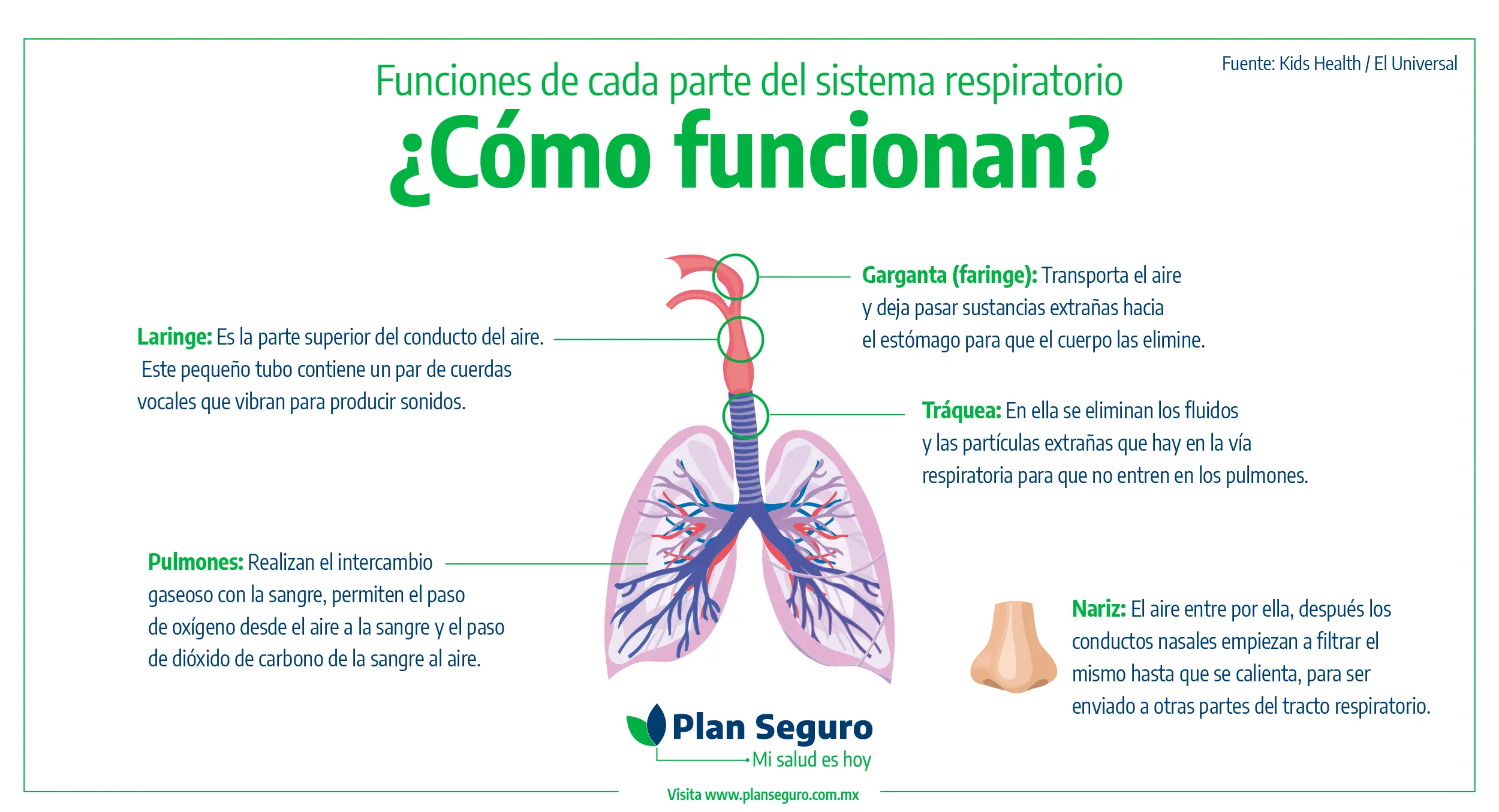 proceso del sistema respiratorio resumen - Cómo es el proceso del sistema respiratorio para niños