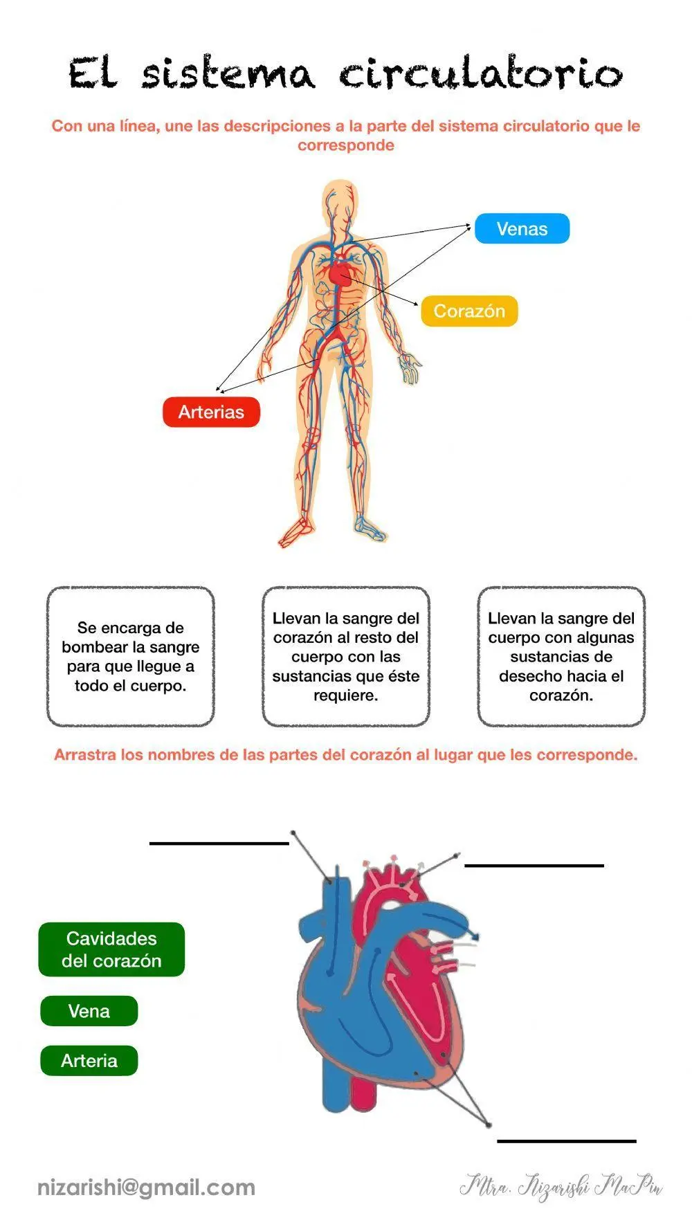 sistema circulatorio resumen - Cómo es el proceso que lleva a cabo el sistema circulatorio