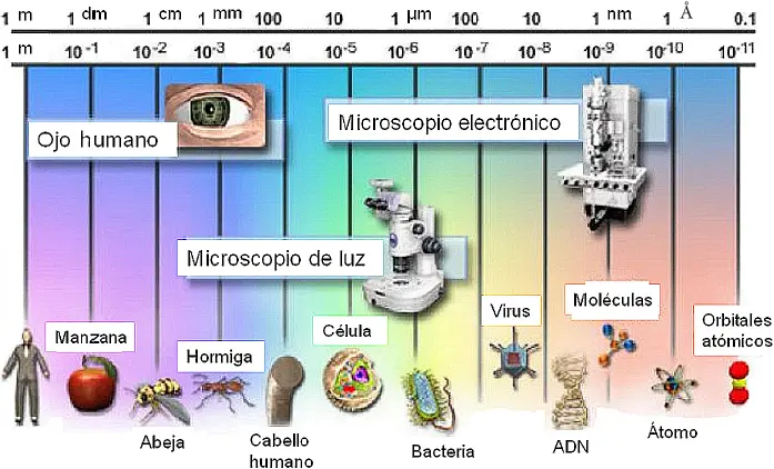 evolucion del microscopio resumen - Cómo es la historia del microscopio