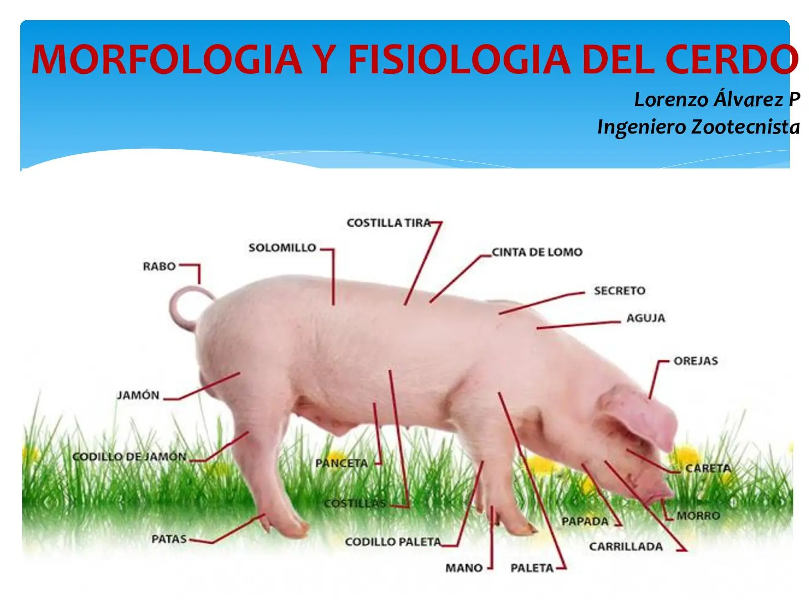 anatomía del cerdo resumen - Cómo está formado el cerdo
