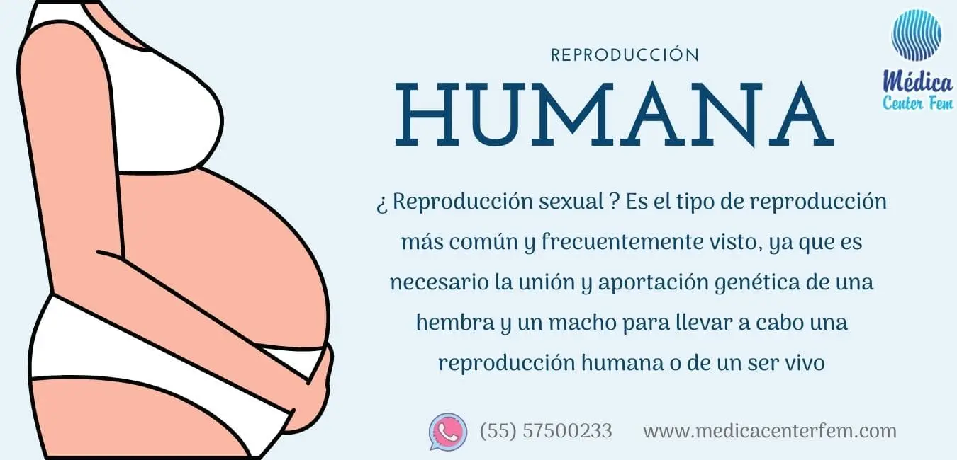 reproduccion humana resumen - Cómo nos reproducimos nosotros los seres humanos