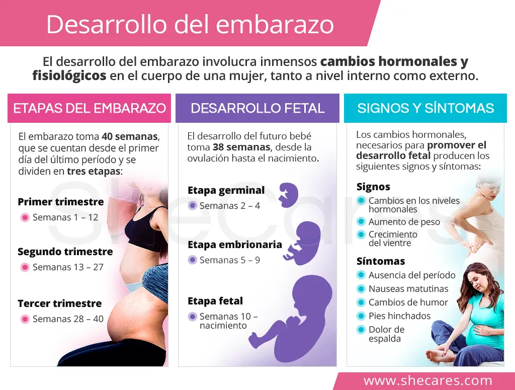 etapas del embarazo por trimestre resumen - Cómo se clasifican los trimestres del embarazo