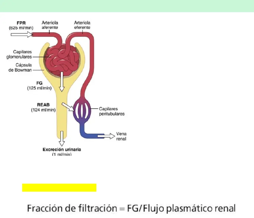 filtracion glomerular resumen - Cómo se da el filtrado glomerular