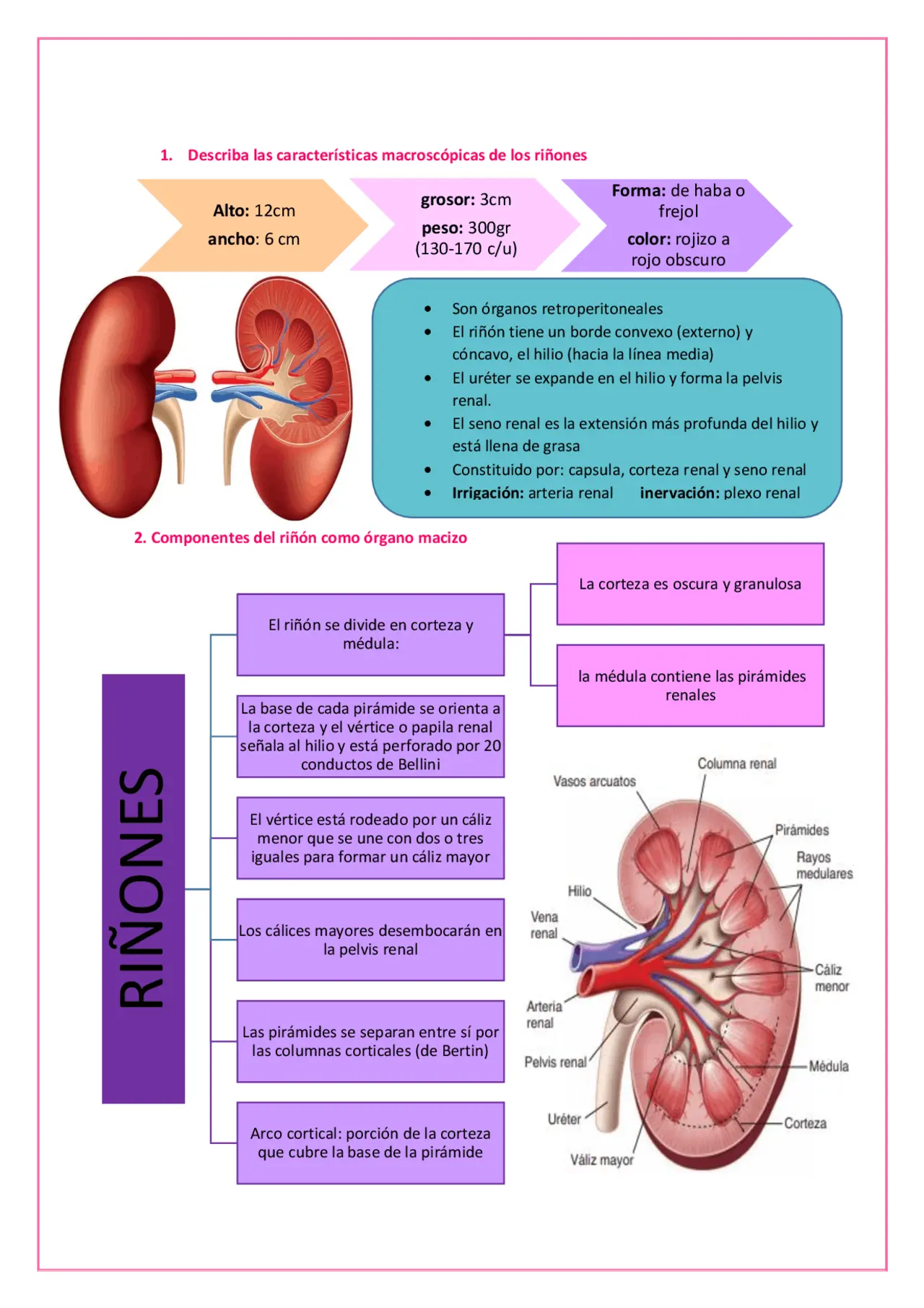 histologia del riñon resumen - Cómo se divide el riñón Histologicamente