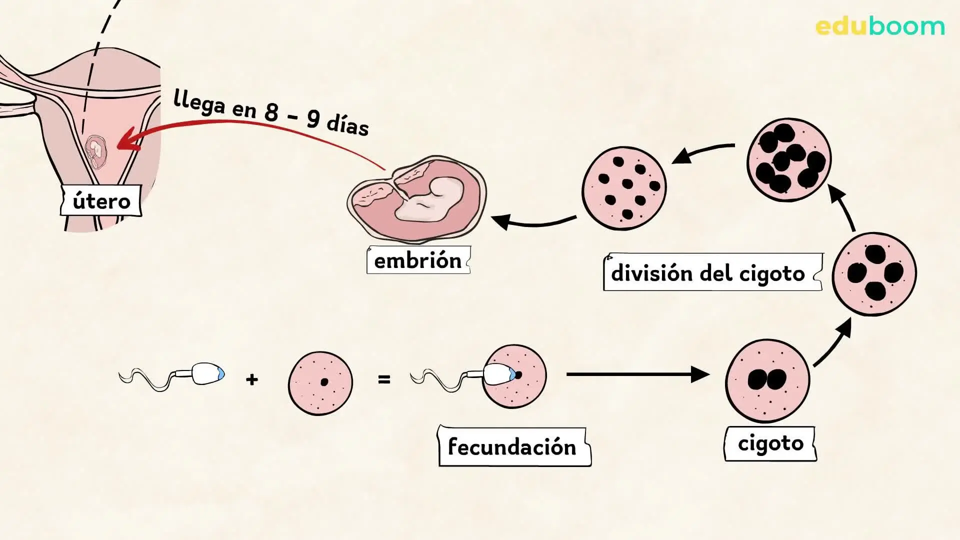 fecundacion y embarazo resumen - Cómo se explica la fecundación