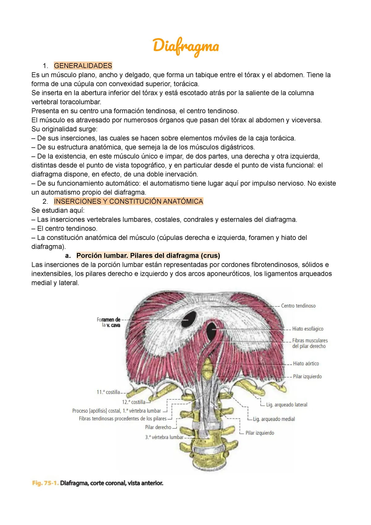 resumen de diafragma - Cómo se forma el diafragma