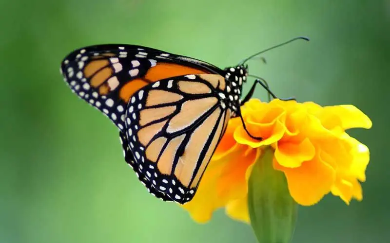 mariposa monarca resumen - Cuál es el origen de la mariposa monarca
