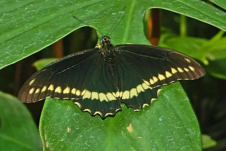 mariposa negra resumen - Cuál es el significado de la mariposa negra