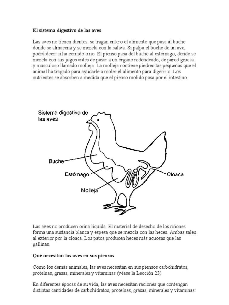 sistema digestivo de las aves resumen - Cuál es el sistema digestivo de las aves