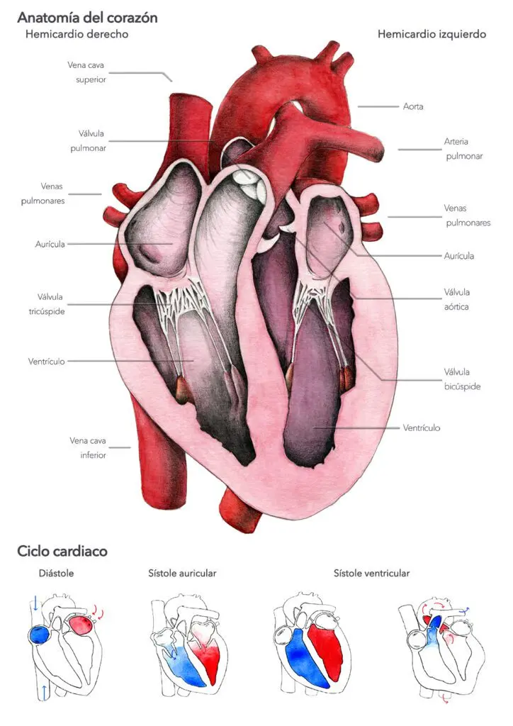 anatomia del sistema circulatorio resumen - Cuál es la anatomía del sistema circulatorio