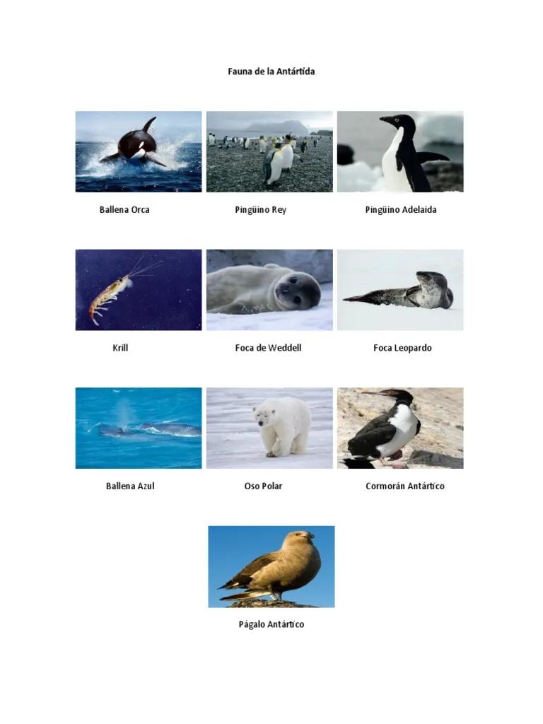 fauna de la antartida resumen - Cuál es la fauna de la Antártida