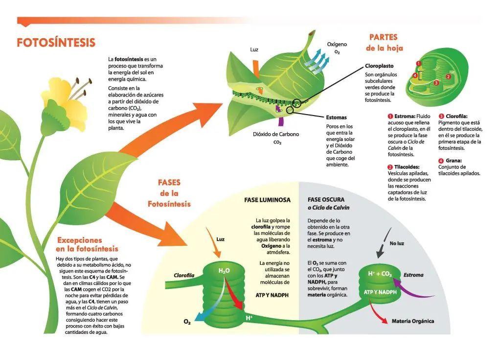 etapa bioquimica de la fotosintesis resumen - Cuál es la importancia de la etapa Biosintetica