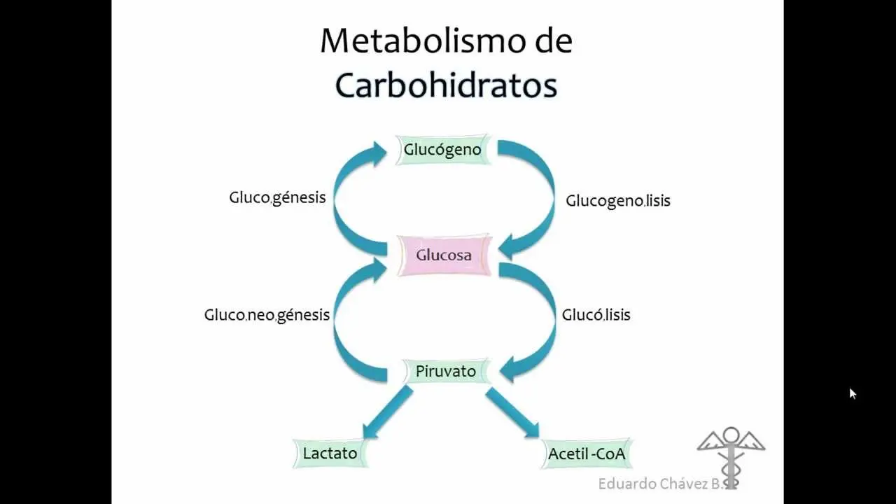 metabolismo de los hidratos de carbono resumen - Cuáles son las 4 rutas metabolicas