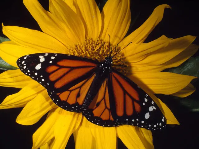 mariposa monarca resumen - Cuáles son las características de la mariposa