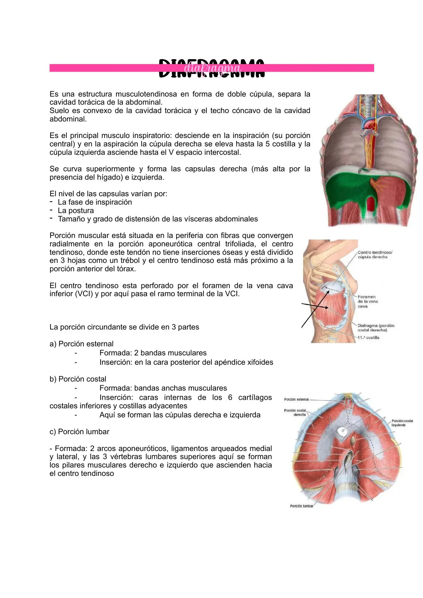 resumen de diafragma - Cuáles son las partes del diafragma