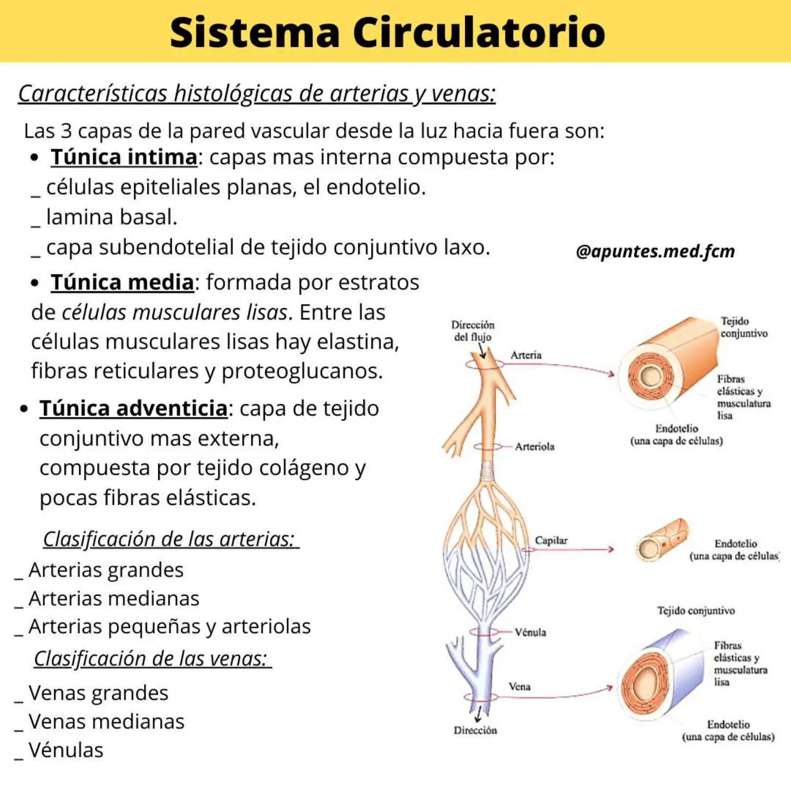 sistema circulatorio resumen - Cuáles son las partes del sistema circulatorio y sus funciones