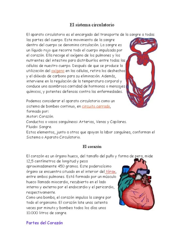 sistema circulatorio resumen - Cuáles son las tres principales funciones del sistema circulatorio