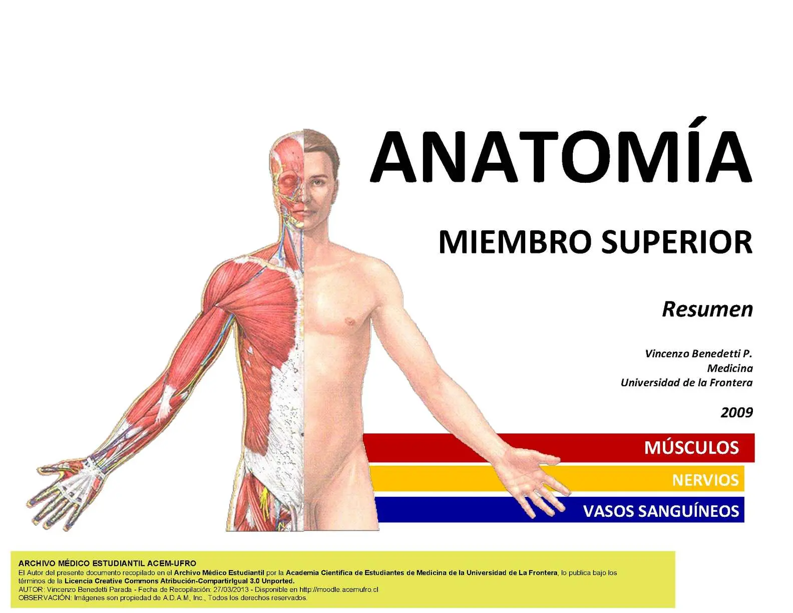 anatomia miembro superior resumen - Cuáles son los 32 huesos del miembro superior