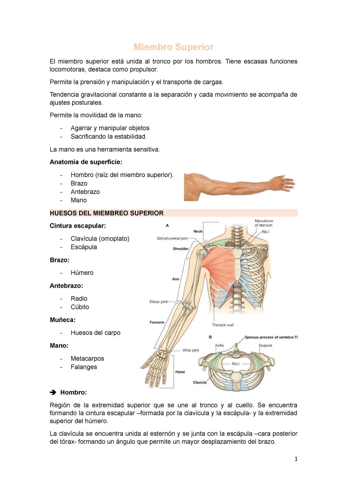 anatomia miembro superior resumen - Cuáles son los huesos que forman el miembro superior