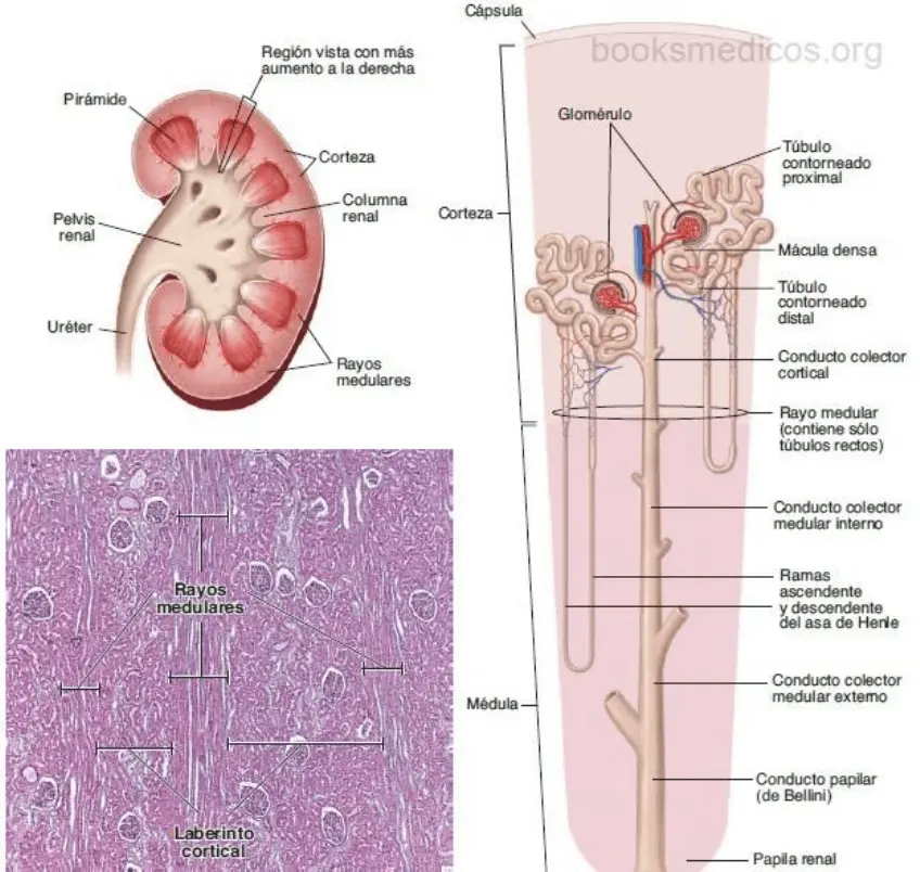 histologia del riñon resumen - Cuántas capas tiene un riñón