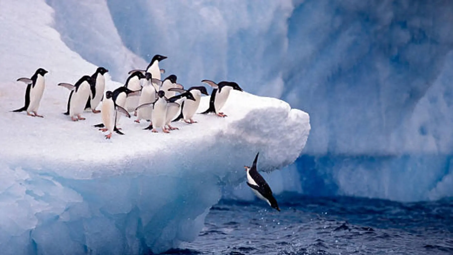 fauna de la antartida resumen - Cuántas especies de animales hay en la Antártida