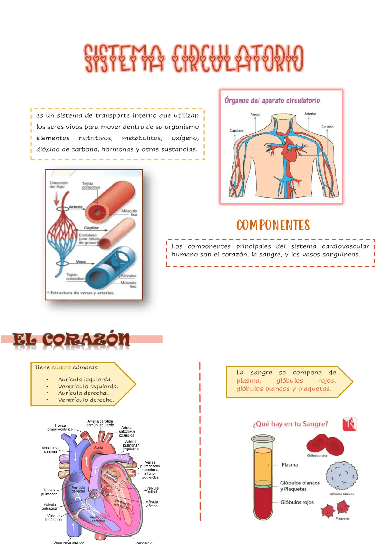 anatomia del sistema circulatorio resumen - Cuántas partes conforman el sistema circulatorio