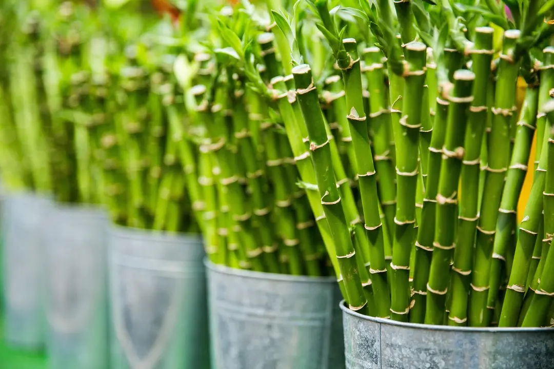 el bambú japonés cuento resumen - Cuánto tiempo tarda en crecer el bambú japonés