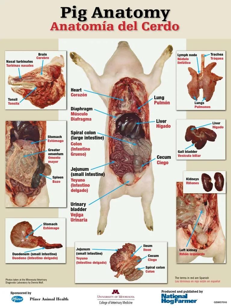 anatomía del cerdo resumen - Cuántos huesos tiene el cerdo y cuáles son