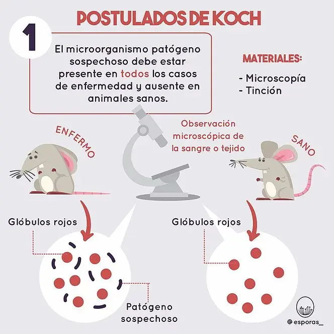 postulados de koch resumen - Cuántos son los postulados moleculares de Koch