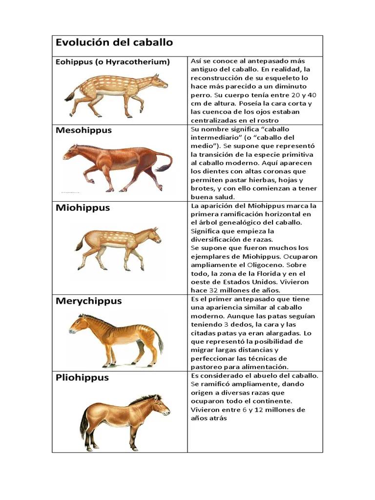 resumen de la historia del caballo - Dónde es el origen del caballo