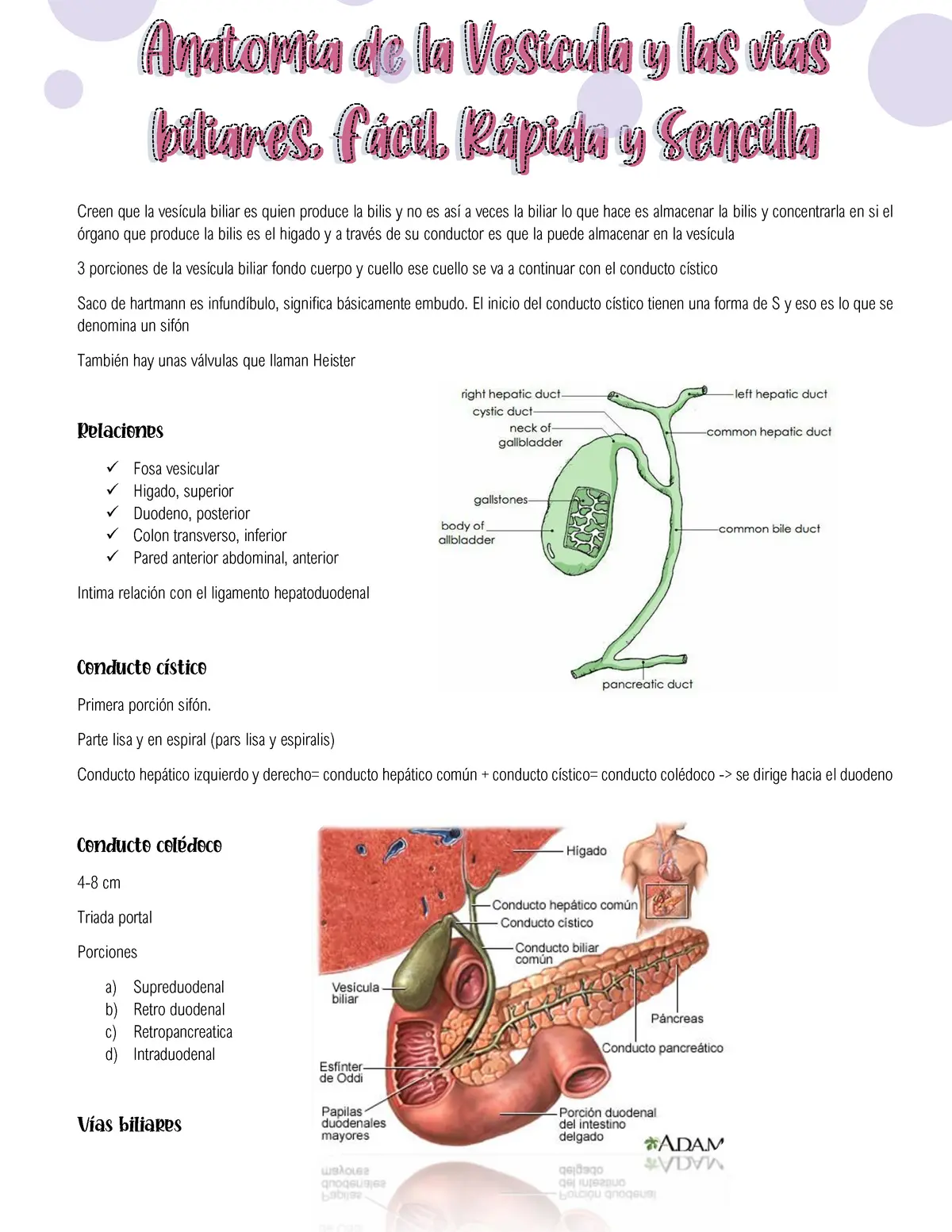 vesicula biliar resumen - Dónde se encuentra ubicada la vesícula en el cuerpo humano