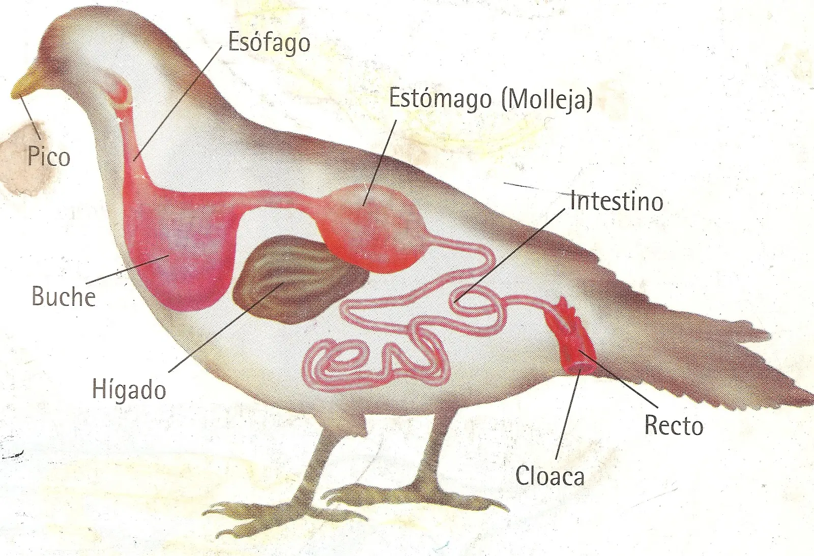 sistema digestivo de las aves resumen - Dónde se inicia la digestión en las aves