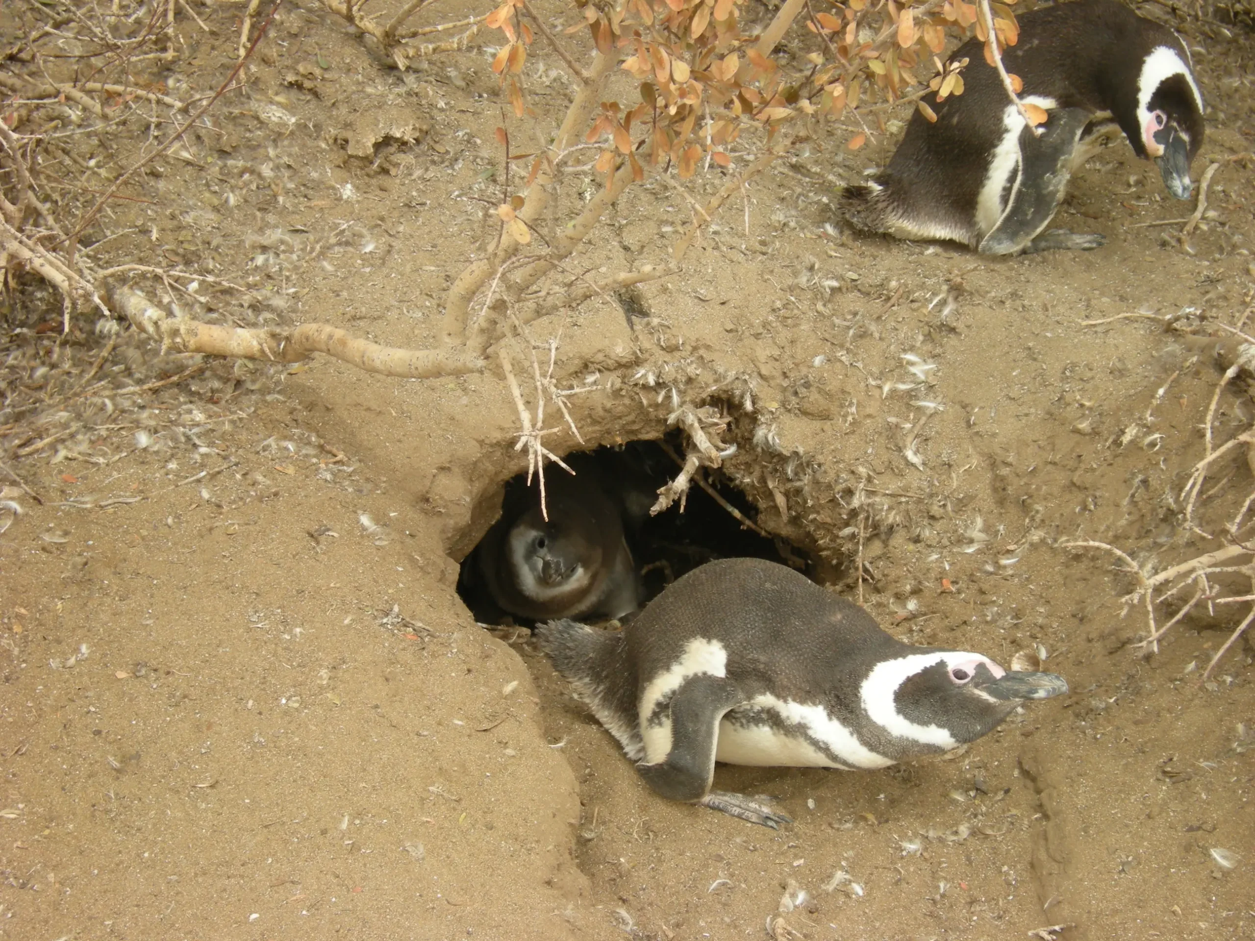 colonias de nidificacion de pinguinos en las costas patagonicas resumen - Dónde vive el pingüino Patagonico