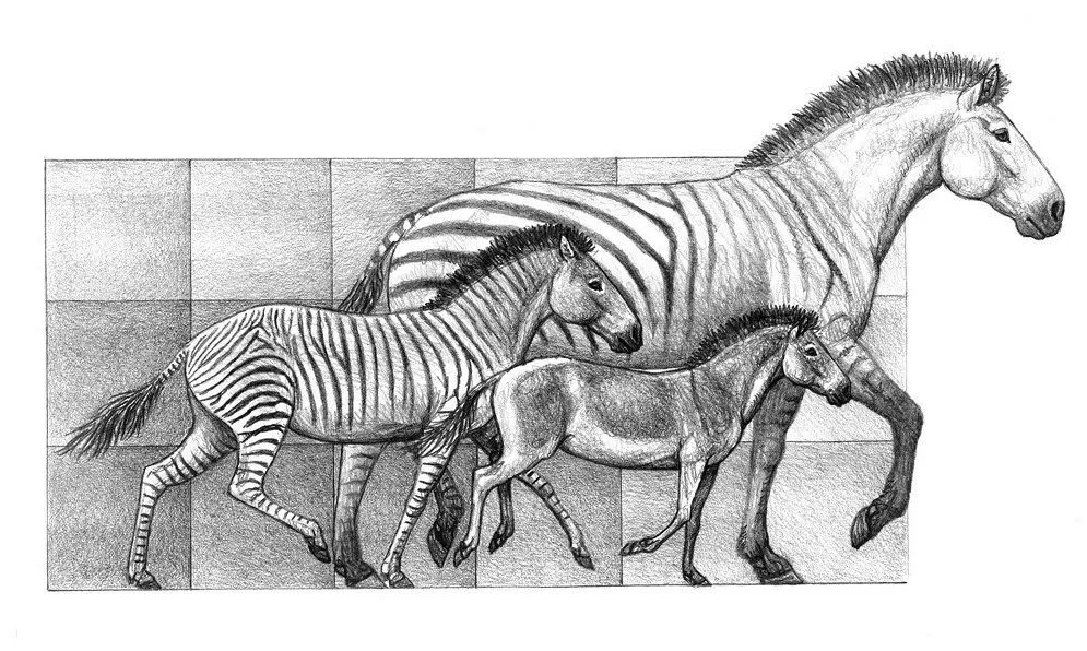 evolucion del caballo resumen - Por qué evolucionaron los caballos