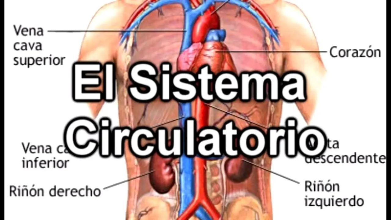 anatomia del sistema circulatorio resumen - Qué es Anatomía y fisiología del sistema cardiovascular