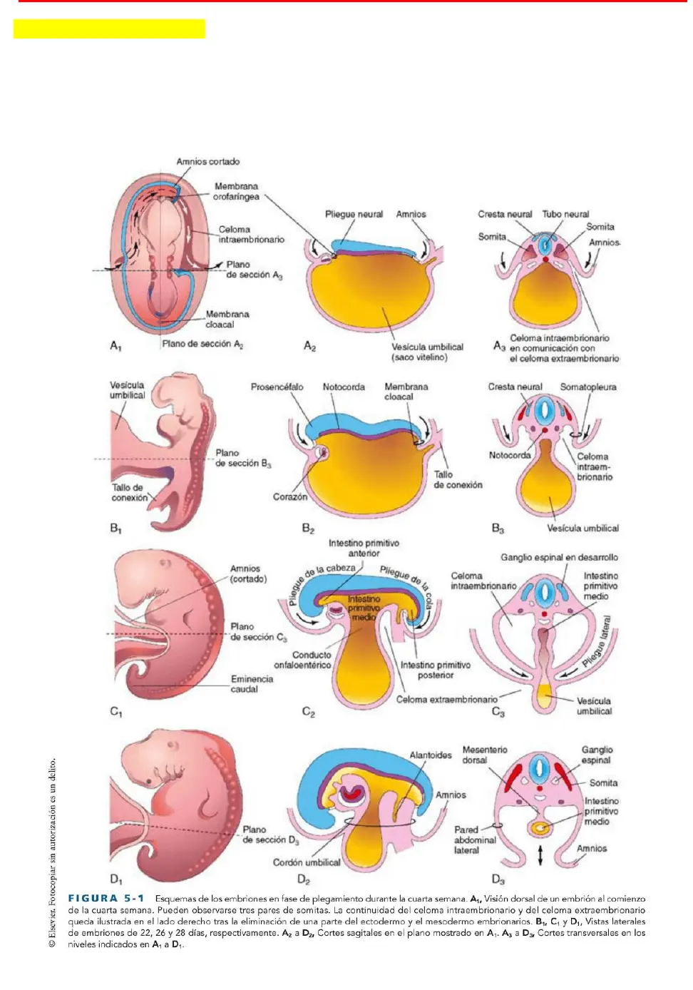desarrollo embrionario humano resumen - Qué es el desarrollo embrionario y fetal del ser humano