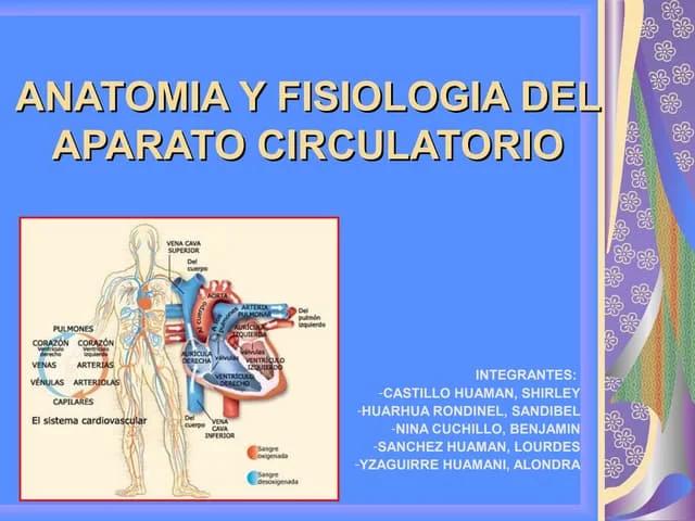 anatomia del sistema circulatorio resumen - Qué es el sistema circulatorio un resumen