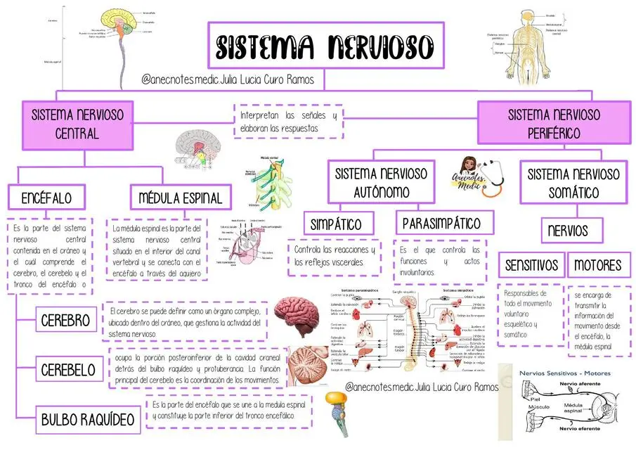 cuadro resumen del sistema nervioso - Qué es el sistema nervioso en resumen