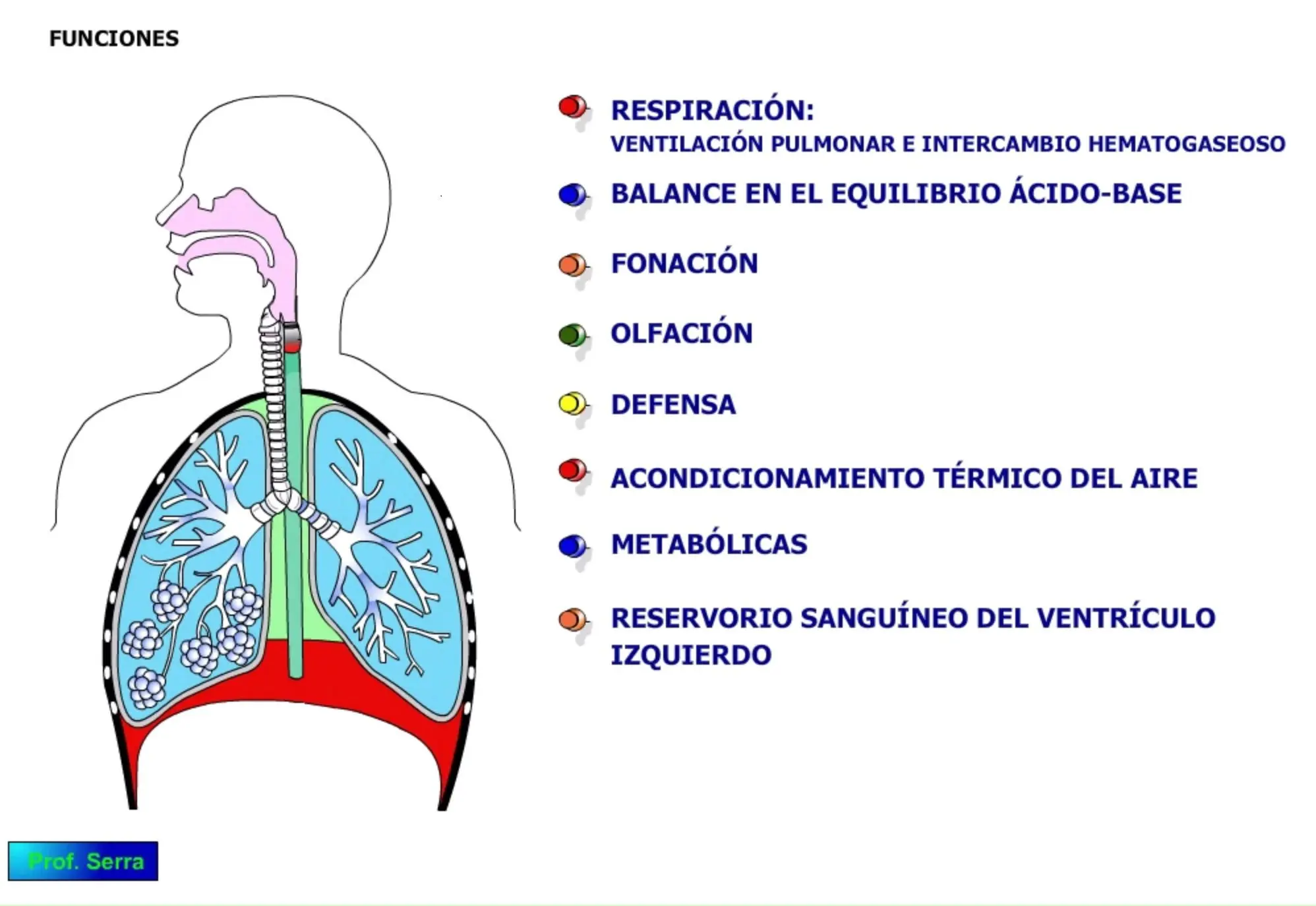 la funcion del sistema respiratorio resumen - Qué es el sistema respiratorio y cuáles son sus partes