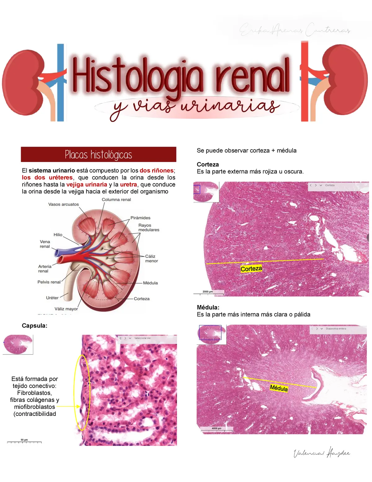 histologia del riñon resumen - Qué es la histologia del riñón