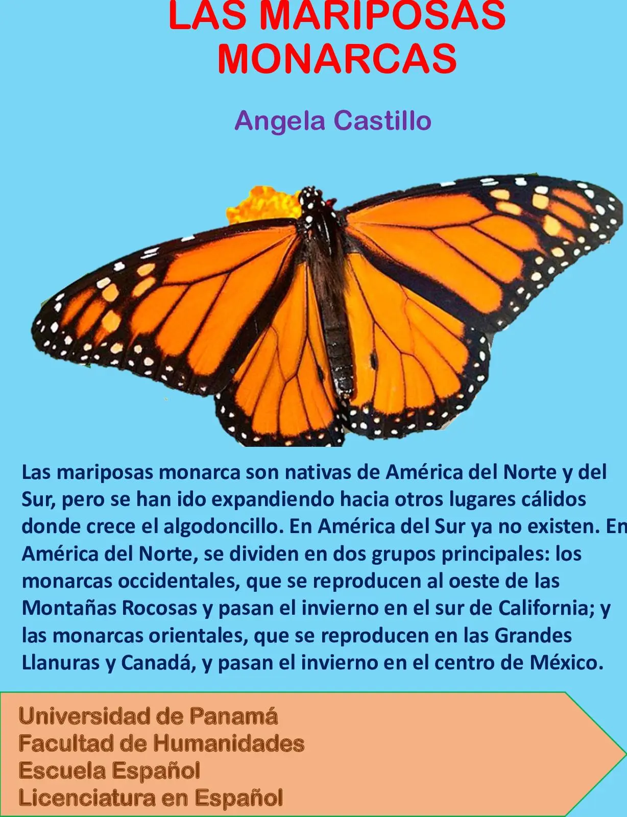 mariposa monarca resumen - Qué pasa con la mariposa monarca