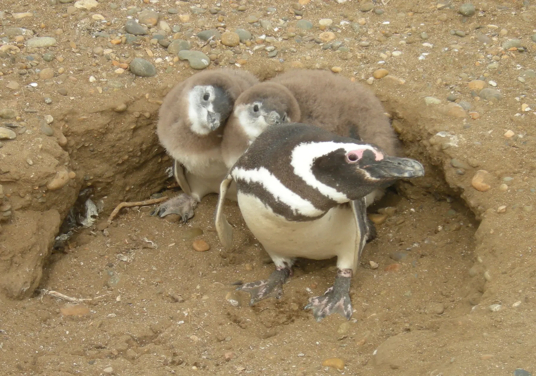 colonias de nidificacion de pinguinos en las costas patagonicas resumen - Qué quiere decir los pingüinos viven en colonias