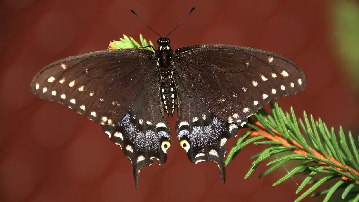 mariposa negra resumen - Que se dice de las mariposas negras