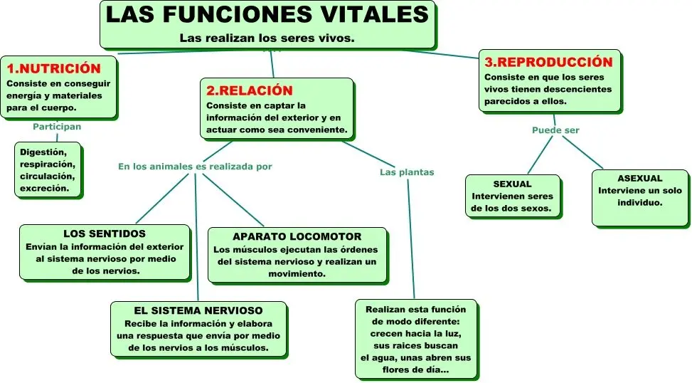 resumen de las funciones vitales - Qué son las funciones vitales y define cada una