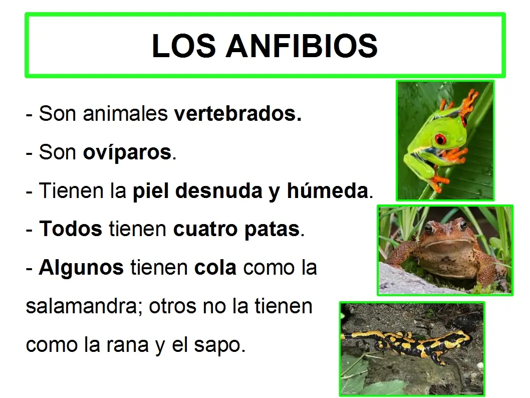 resumen de anfibios - Qué son los anfibios para primaria