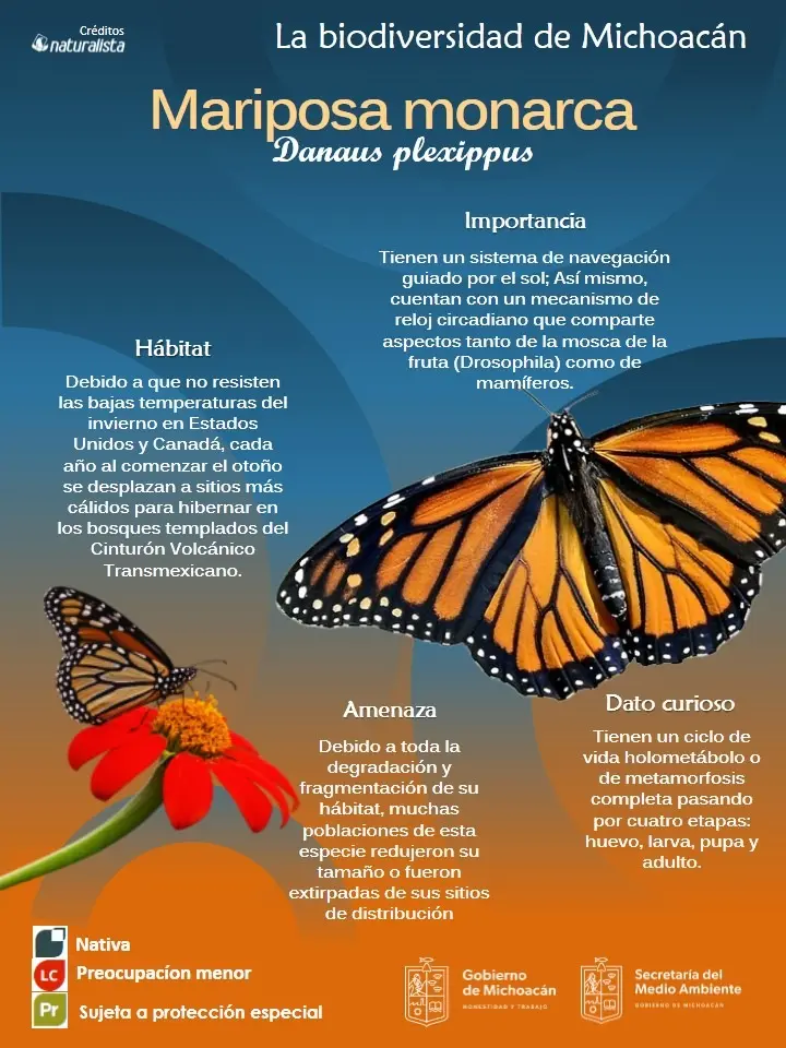 mariposa monarca resumen - Qué tiene de interesante la mariposa monarca