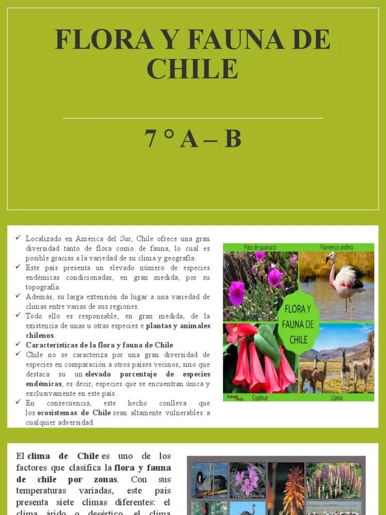flora y fauna de chile resumen - Qué tipo de flora tiene Chile