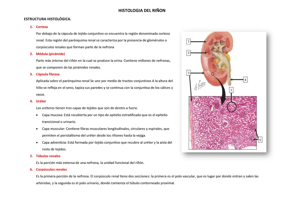 histologia del riñon resumen - Qué tipo de tejido tiene un riñón